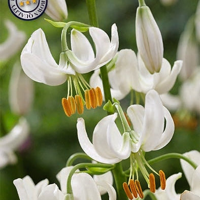 Krollija-Lilium Snowy Morning 1-pack NYHET